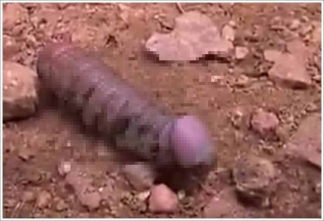 dickworm